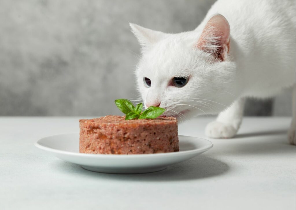 לא מתפשרים - מה הוא האוכל האיכותי ביותר לחתולים