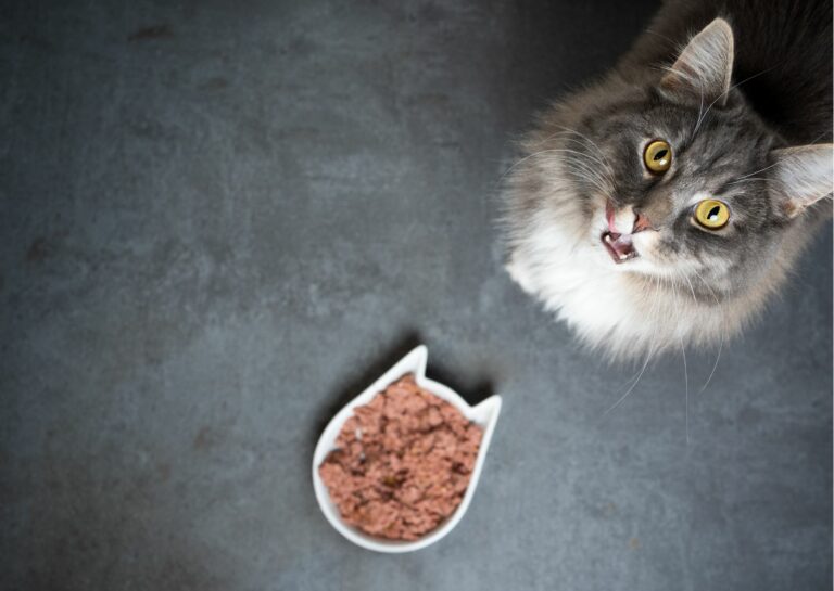 לא מתפשרים - מה הוא האוכל האיכותי ביותר לחתולים
